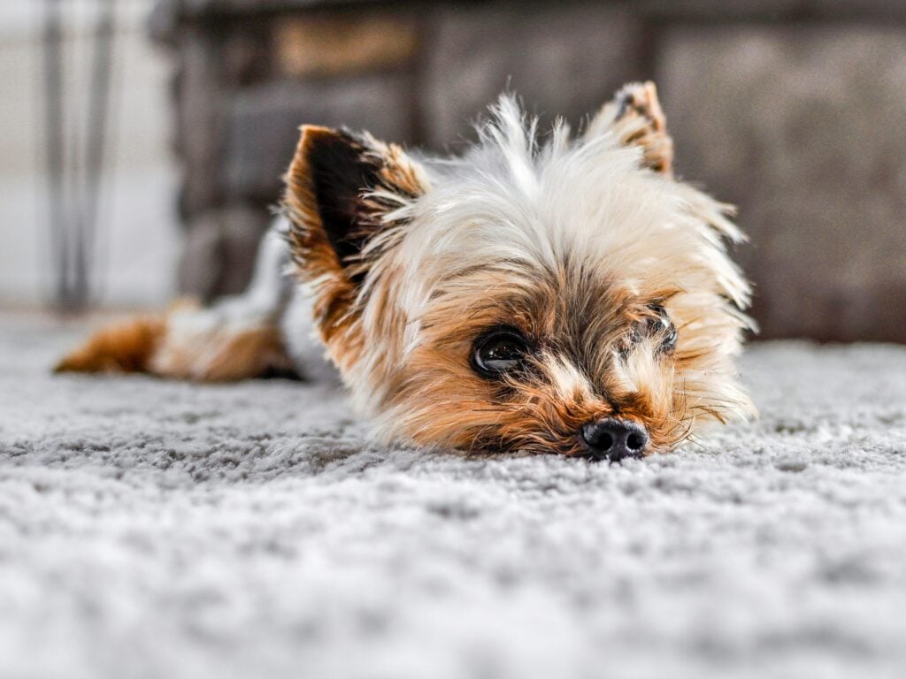 Pet Stains and Pet Damage: How Upstate Homeowners Can Repair Carpet Instead of Replacing It